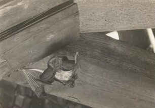 Langohrige Fledermaus (Plecotus), nach dem Harnen