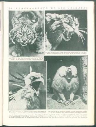 El temperamento de los animales