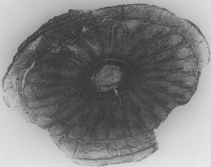 Lepidodendron tuligiosum (?) (R. Potonié) : Geologie | Kohlengeologie | Entstehung der Kohle