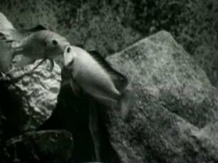 Tilapia nilotica (Cichlidae) - Kampf zweier Männchen