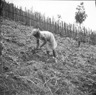 Frau der Bubi : Aufnahme einer Frau der Bubi während der Arbeit auf einem Yamsfeld im Hochland Mokas.