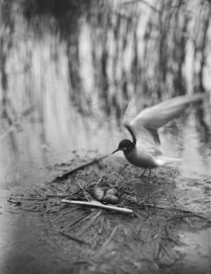 Trauerseeschwalbe : Trauerseeschwalbe (Childonias niger Linnaeus) am Nest.