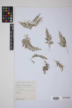 Selaginella novae-hollandiae (Sw.) Spring