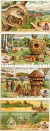 Sammelbilder der Serie 32 "Baukünstler im Tierreich"; mit Werbung für Schokolade und Kakao der Firma Petzold und Aulhorn AG Dresden; um 1900