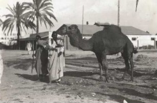 Nordafrika. Dromedar (Dromedar (Camelus dromedarius) mit Fußfessel