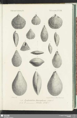 Pl. 504