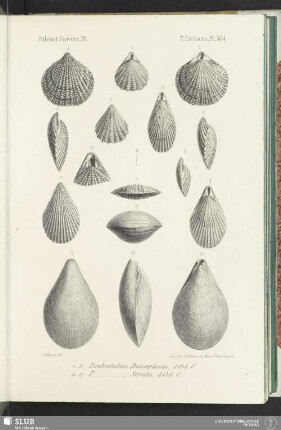 Pl. 504