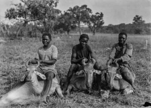 Erlegte Kuhantilopen : Drei Männer aus Angola präsentieren erlegte Kuhantilopen.