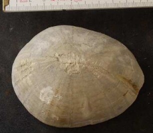 Seeigel Echinocorys