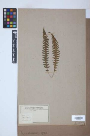 Blechnum