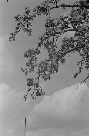 Baumblüte und Landschaftsansichten : Blühender Obstbaum