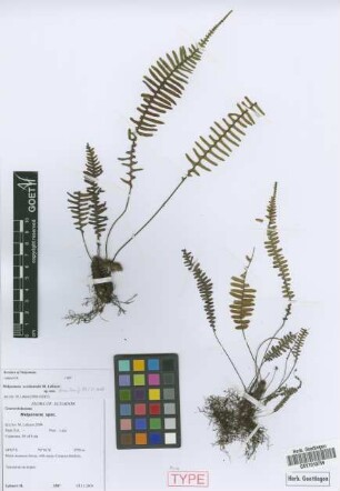 Melpomene occidentalis Lehnert [paratype]
