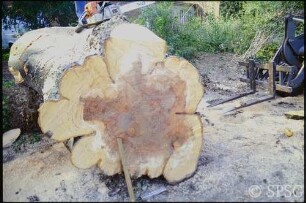 Potsdam, Neuer Garten, gefällter Baum.