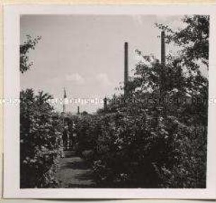 Rostock, Aktien-Zuckerfabrik