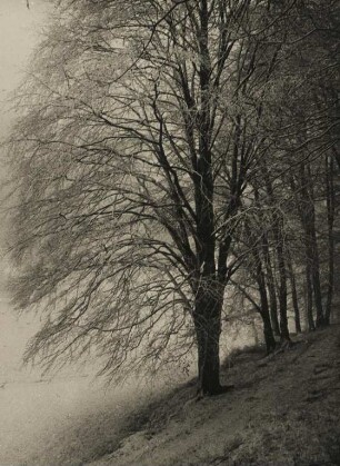 Winter. Bereifter Baum im Morgennebel