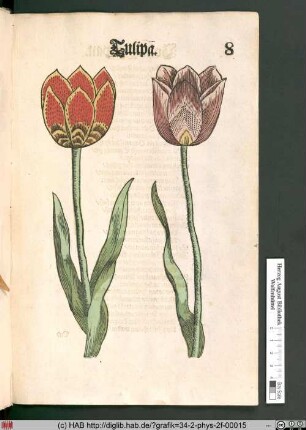 Tulipa [Tulpen]