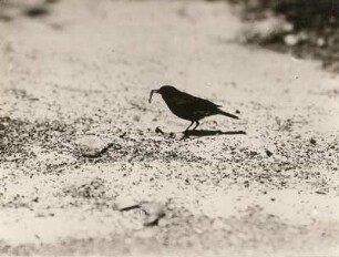 Amsel (Turdus merula L.), am Boden Futter suchend