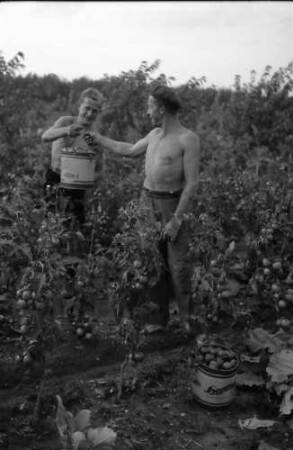 Nierswalde: Siedlung C; Gärtnerei, Tomatenernte