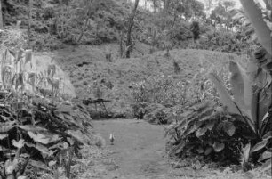 Dschungel (Äthiopienreise 1937/1938 - 7. Flugreise nach Dembi Dolo und Ausflüge ins Umland)