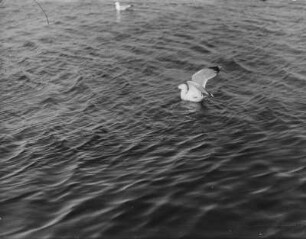 Silbermöwe : Silbermöwe (Larus argentatus) auf dem Wasser einfallend.