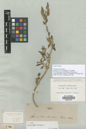 Amaranthus tricolor L.