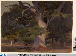 Große Eiche vor einem Wald