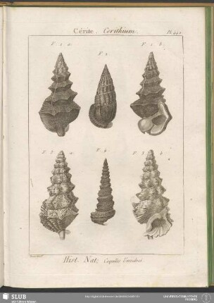 Pl. 442. Cérite. Cerithium