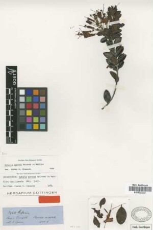 Befaria sprucei Meisn. in Mart. [isolectotype]