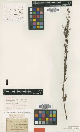 Oxyspermum asperum Eckl. & Zeyh. [isotype]
