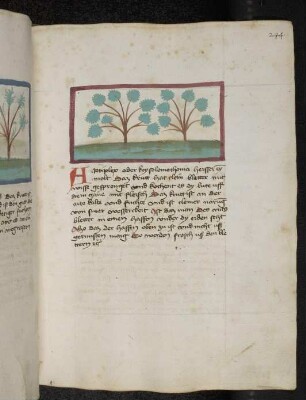Kräuterpflanze: "Artiplex" (Atriplex hortensis / Chenopodiacea) / "Molt" / Garten-Melde; (aus Konrads von Megenberg "Buch der Natur")