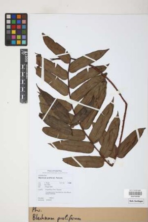 Blechnum proliferum Rosenst.