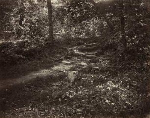 Felsiger Weg im Walde