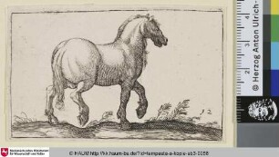 [Trabendes Pferd nach rechts; Horse Walking to the Right]
