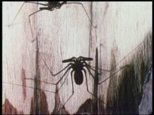 Beutefang, Kampf und Paarungsverhalten bei Geißelspinnen (Amblypygi)