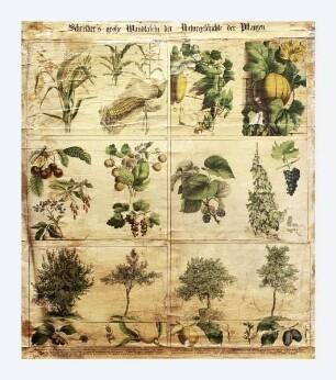 Schreiber's große Wandtafeln der Naturgeschichte der Pflanzen