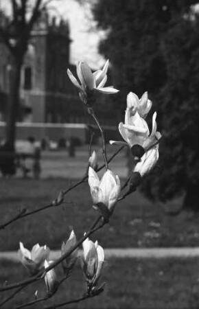 Magnolienblüten am Schloßplatz.