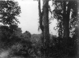 Vegetation