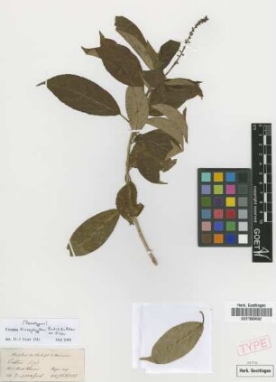 Croton lissophyllus Radcl.-Sm. & Goverts ex Esser [paratype]