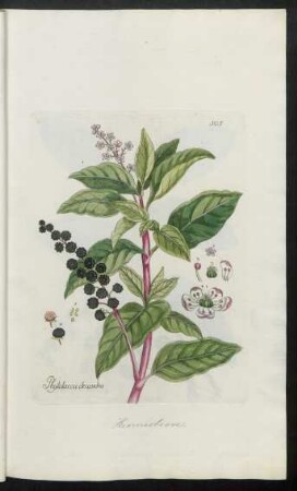 505. Phytolacca decandra