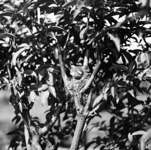 Buchfink (Fringilla coelebs) auf dem Nest