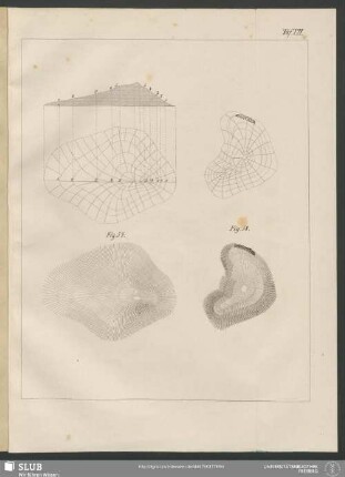 Taf. VII