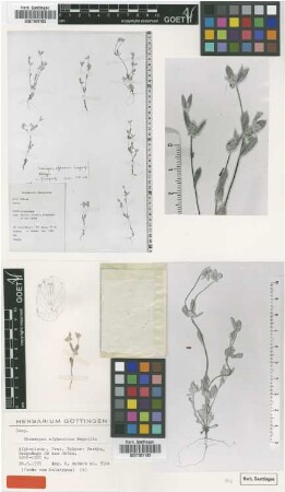 Chamaepus afghanicus Wagenitz [isotype]