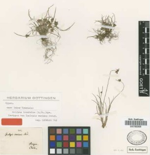 Isolepis varians Steud. [isotype]