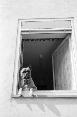 Haushund Boxer.