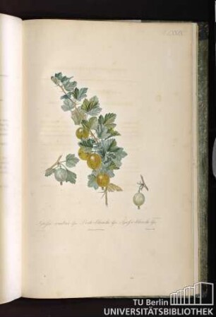 Pl. LXXIX. 1. Grosse-ambrée lisse. 2. Grosse-blanche lisse.