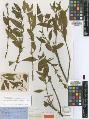Phoradendron tucumanense Urb. [type]