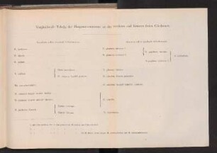 Vergleichende Tabelle Hauptnervenstämme an der vorderen und hinteren freien Gliedmasse.