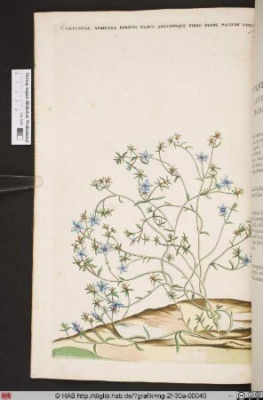 CAMPANULA AFRICANA HIRSUTA PARVO ANGUSTOQUE.