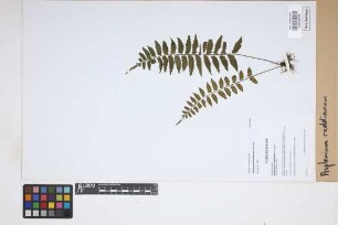 Asplenium raddianum Gaudich.
