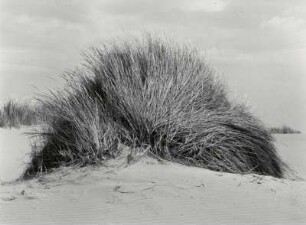 Dünengras in der Camargue